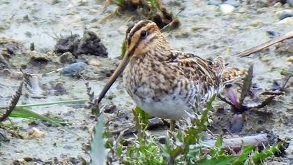 Common Snipe