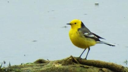 Citrine Wagtail