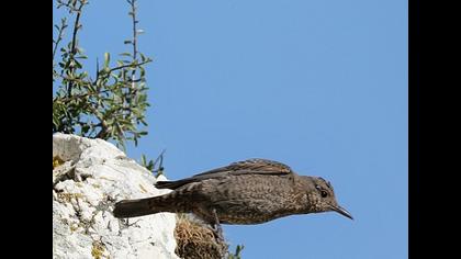 Blue Rock Thrush