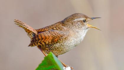 Eurasian Wren