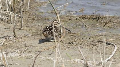 Common Snipe