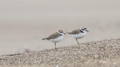 Kentish Plover