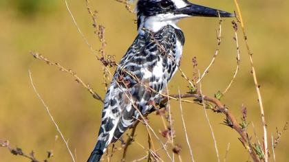 Pied Kingfisher