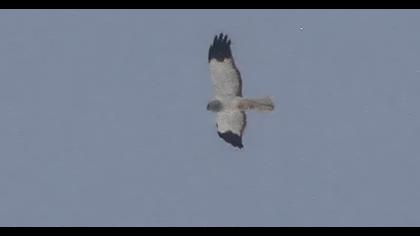 Hen Harrier