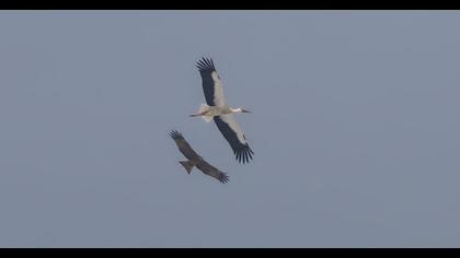 White Stork