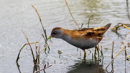 Little Crake