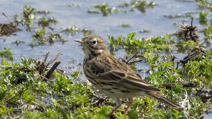 Meadow Pipit