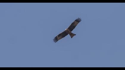 Black Kite