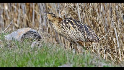 Eurasian Bittern
