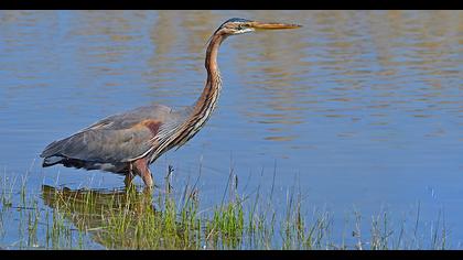 Purple Heron