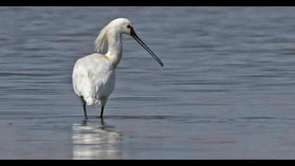 Eurasian Spoonbill