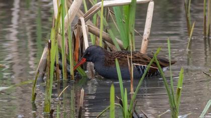 Water Rail