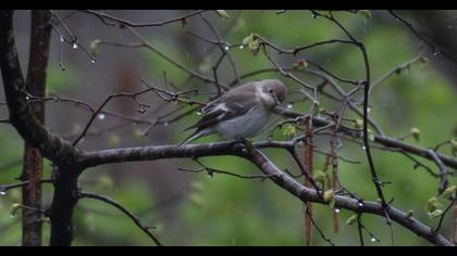 Collared Flycatcher
