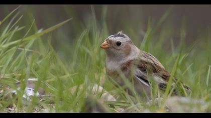 Snow Bunting