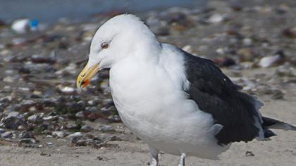 Great Black-backed Gull