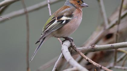 Common Chaffinch
