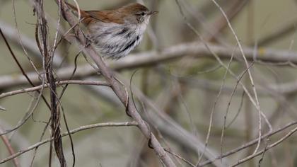 Cetti`s Warbler