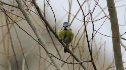 Eurasian Blue Tit