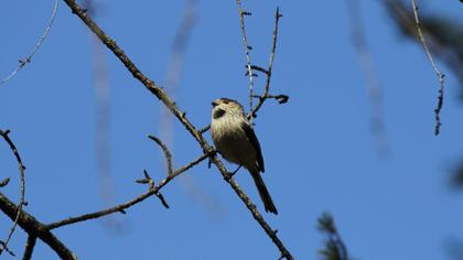 Uzunkuyruklu baştankara