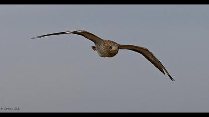 Eurasian Stone-curlew