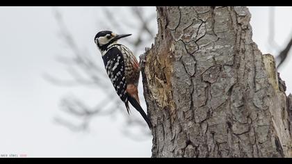 White-backed Woodpecker