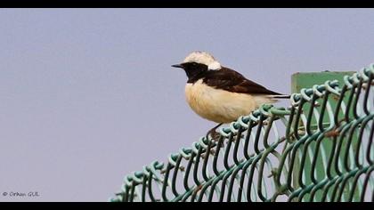 Cyprus Wheatear