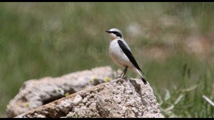 Northern Wheatear