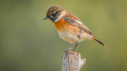 European Stonechat