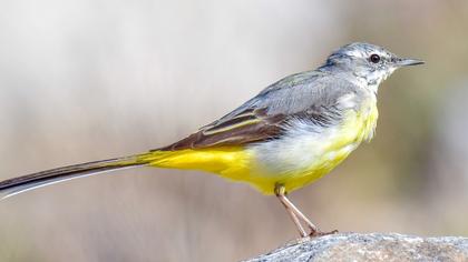 Grey Wagtail