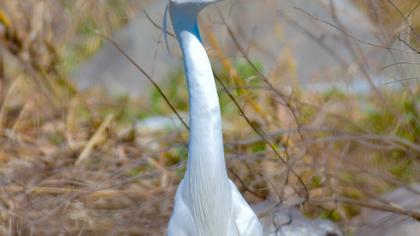 Little Egret
