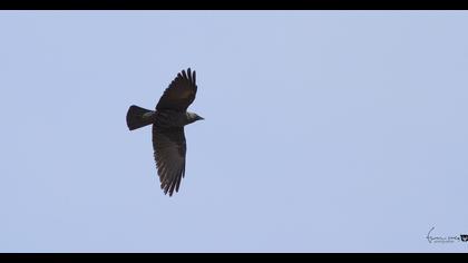 Western Jackdaw