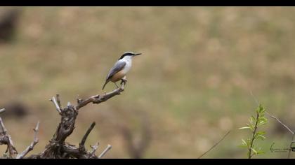 Eastern Rock Nuthatch