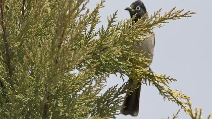 White-spectacled Bulbul