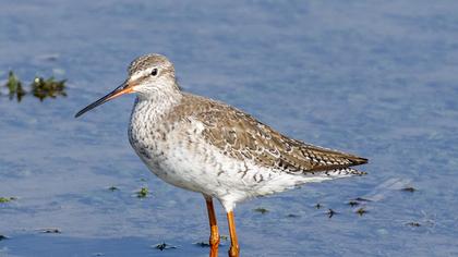Spotted Redshank