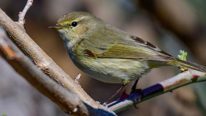 Common Chiffchaff