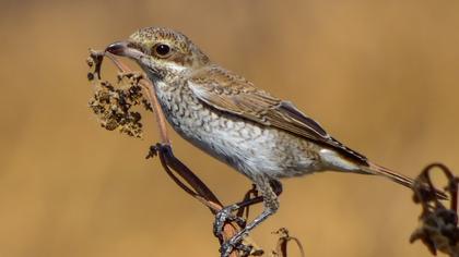 Red-backed Shrike