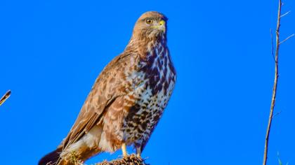 Common Buzzard
