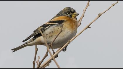 Brambling