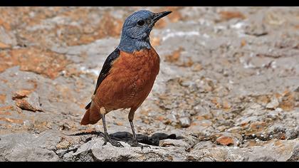 Common Rock Thrush