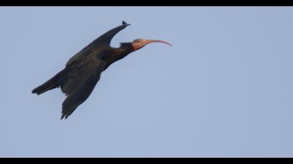 Northern Bald Ibis