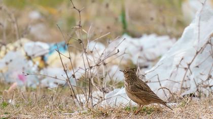 Crested Lark