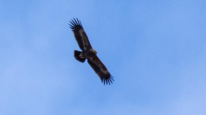 Steppe Eagle