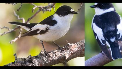 Semicollared Flycatcher