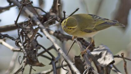 Wood Warbler