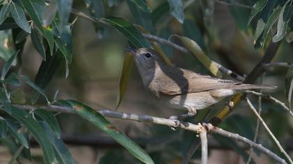 Garden Warbler