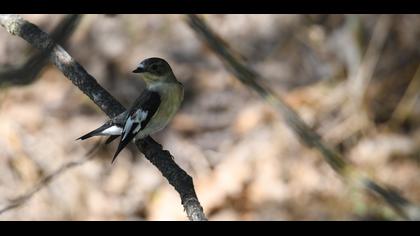 Collared Flycatcher