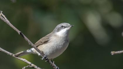 Lesser Whitethroat
