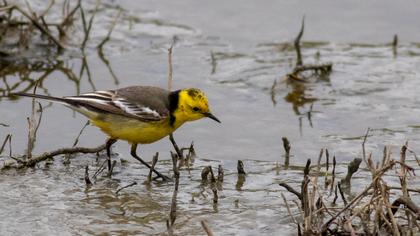 Citrine Wagtail
