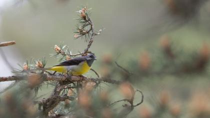 Grey Wagtail