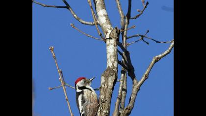 Middle Spotted Woodpecker